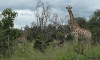 southafrica084